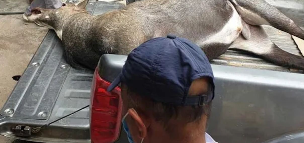 गाडीको ठक्करबाट निलगाईको मृत्यु